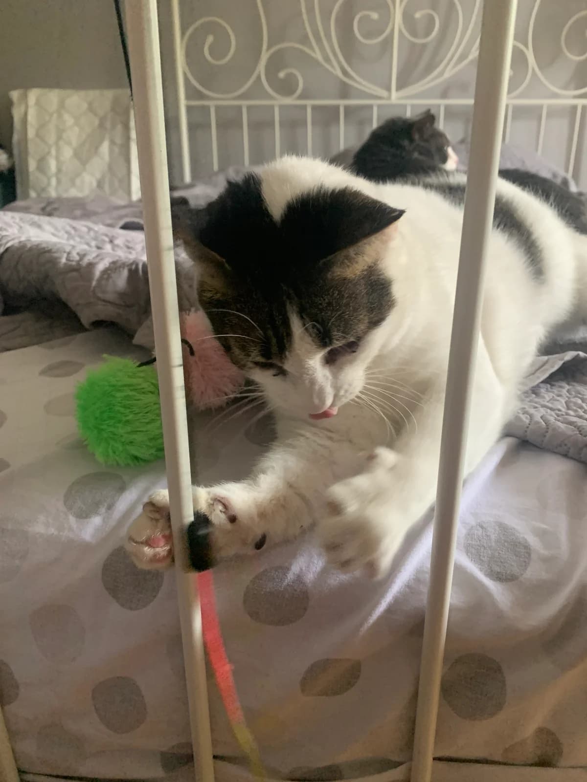 Roxy, male Mixed Breed for adoption at Nordic Strays e.V. — photo 3 of 29