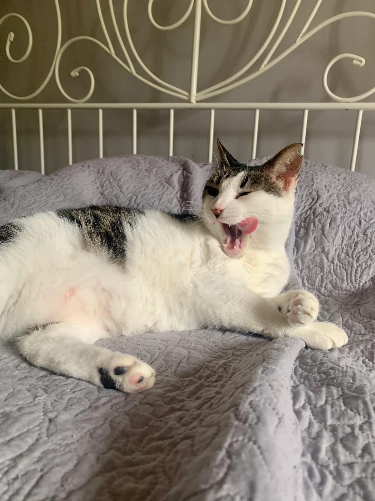 Roxy, male Mixed Breed for adoption at Nordic Strays e.V. — photo 4 of 29