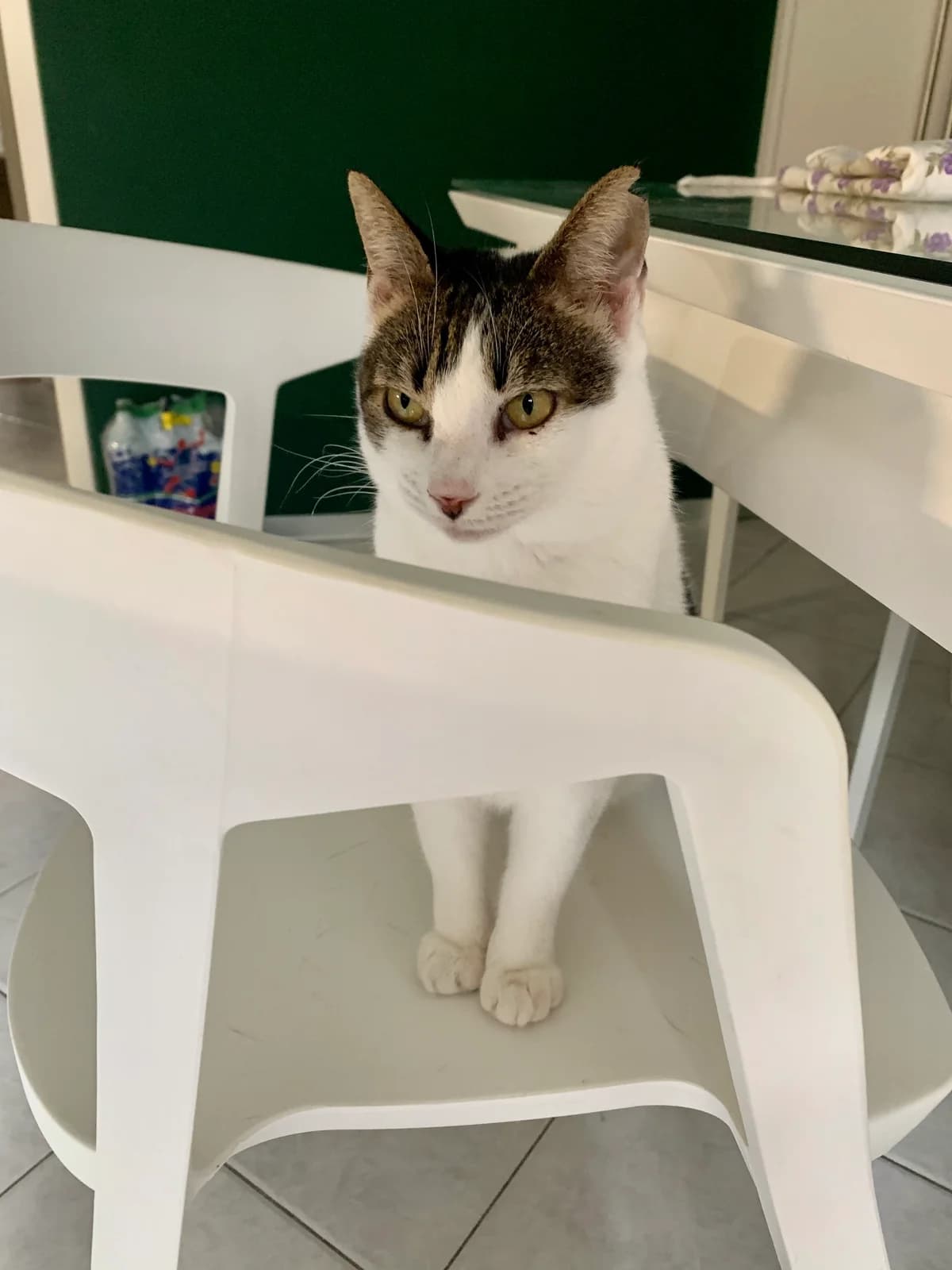 Roxy, male Mixed Breed for adoption at Nordic Strays e.V. — photo 5 of 29