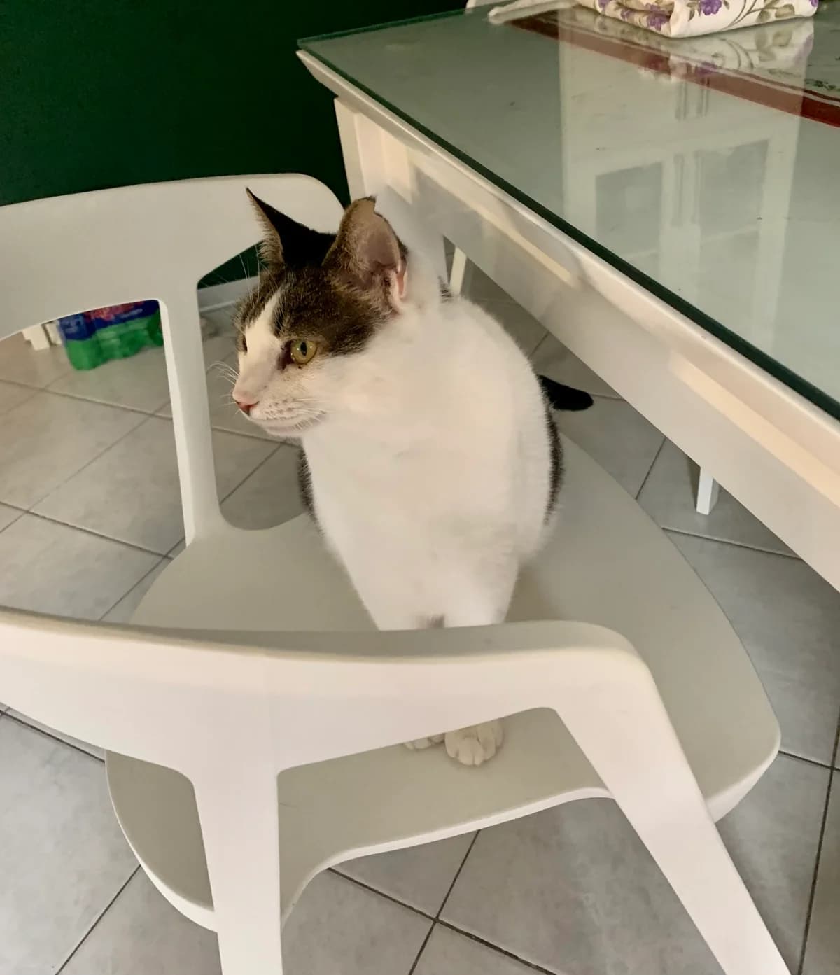 Roxy, male Mixed Breed for adoption at Nordic Strays e.V. — photo 6 of 29