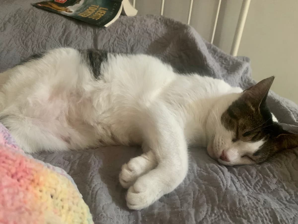 Roxy, male Mixed Breed for adoption at Nordic Strays e.V. — photo 7 of 29