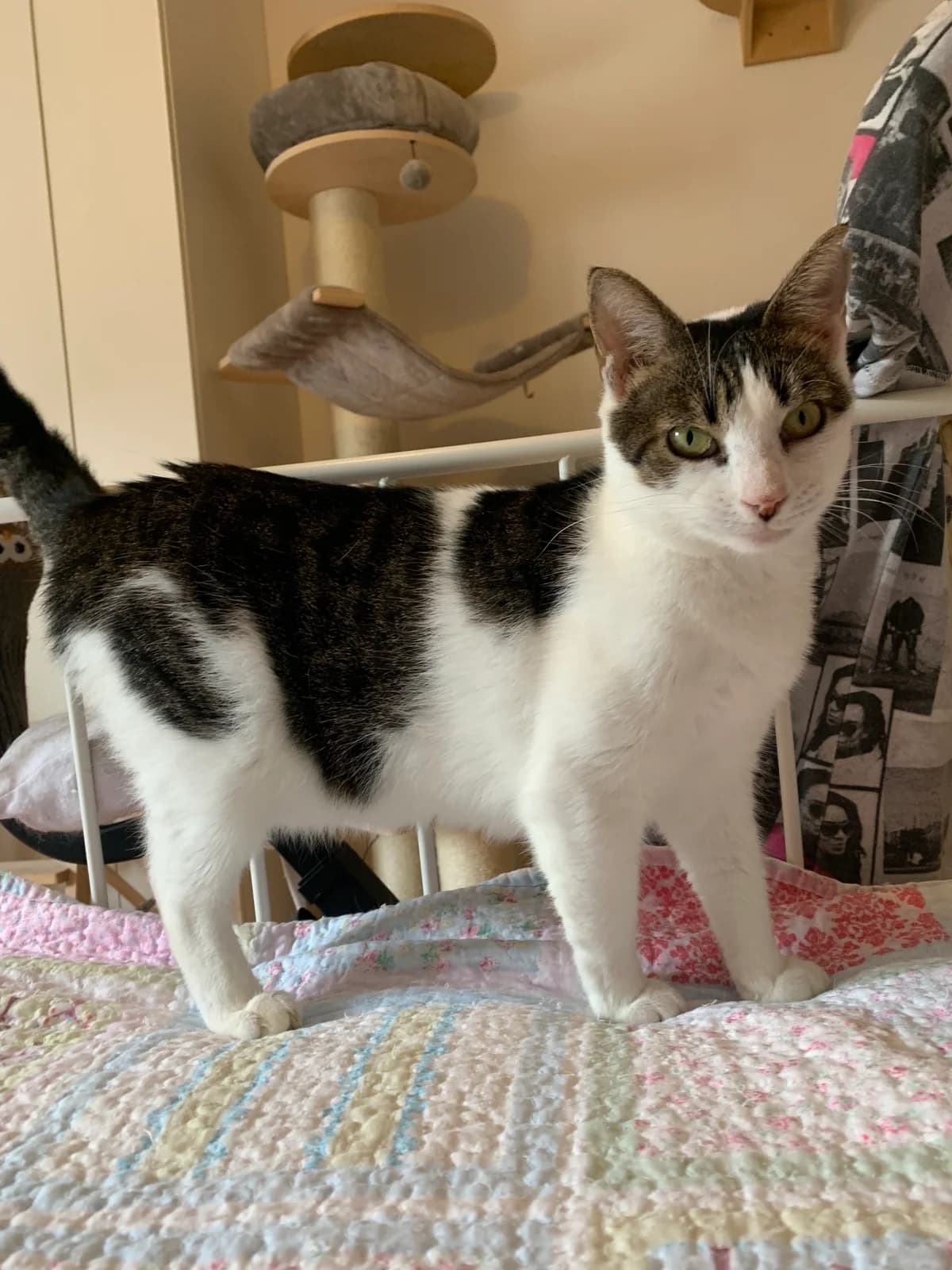 Roxy, male Mixed Breed for adoption at Nordic Strays e.V. — photo 8 of 29