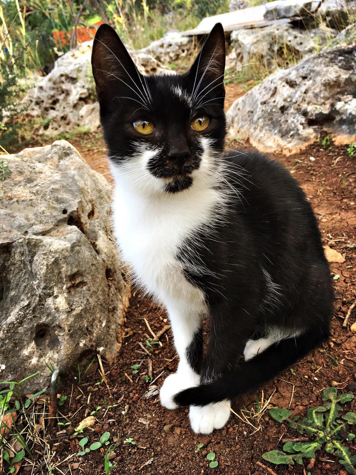 Gadget, male Mixed Breed for adoption at Nordic Strays e.V.