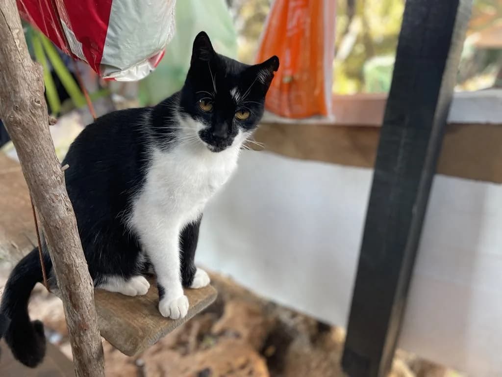 Gadget, male Mixed Breed for adoption at Nordic Strays e.V. — photo 2 of 10