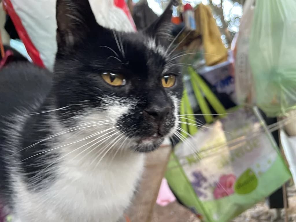 Gadget, male Mixed Breed for adoption at Nordic Strays e.V. — photo 3 of 10