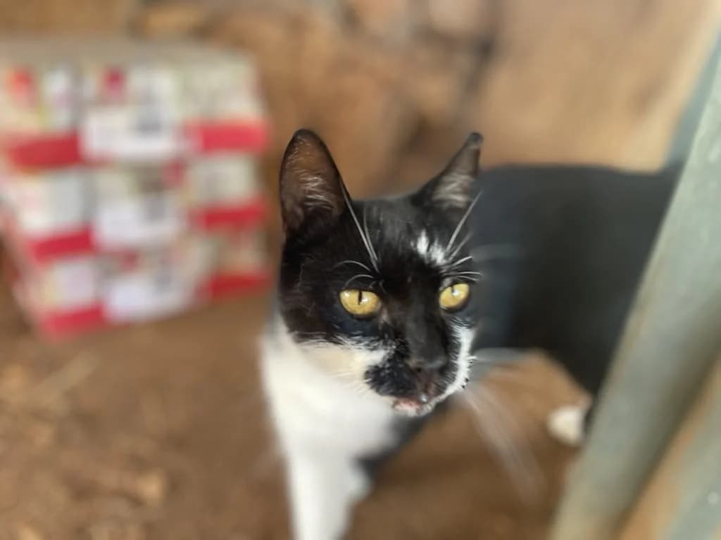 Gadget, male Mixed Breed for adoption at Nordic Strays e.V. — photo 4 of 10