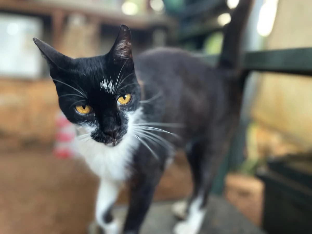 Gadget, male Mixed Breed for adoption at Nordic Strays e.V. — photo 5 of 10