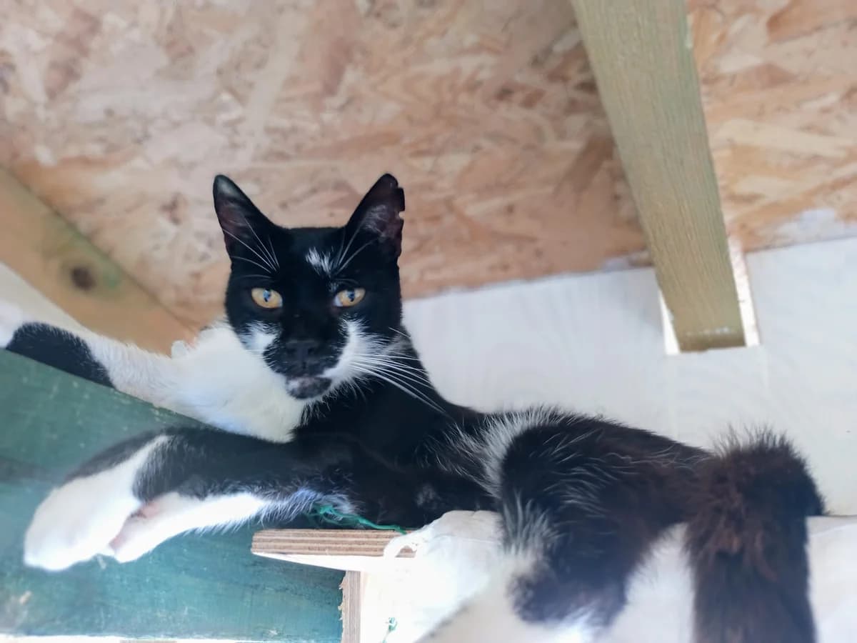 Gadget, male Mixed Breed for adoption at Nordic Strays e.V. — photo 6 of 10