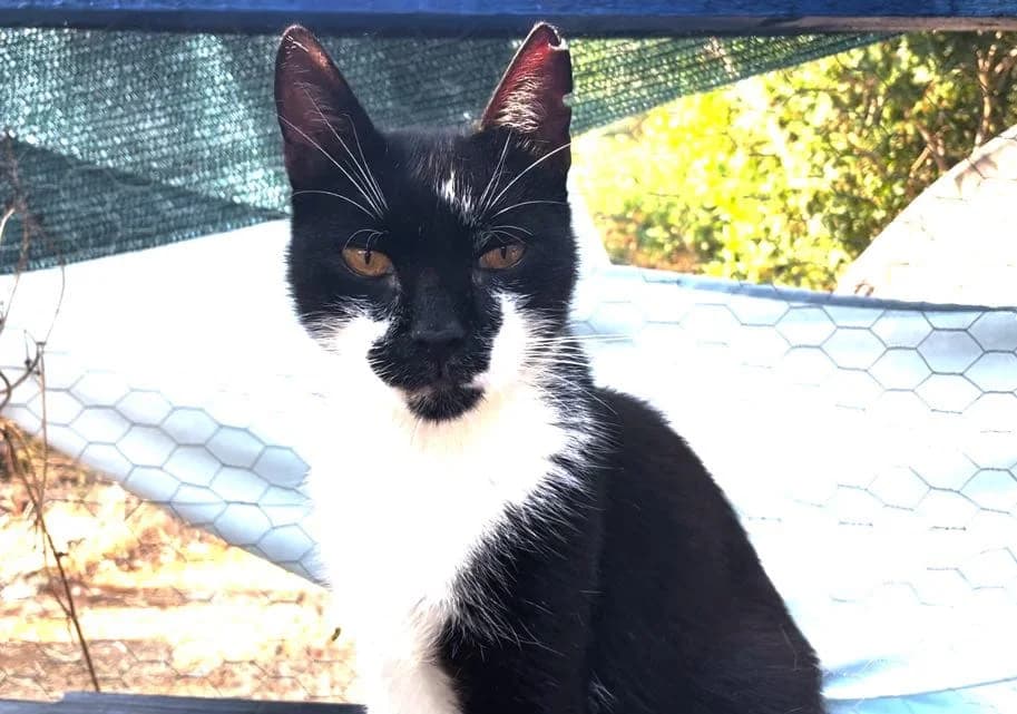 Gadget, male Mixed Breed for adoption at Nordic Strays e.V. — photo 7 of 10