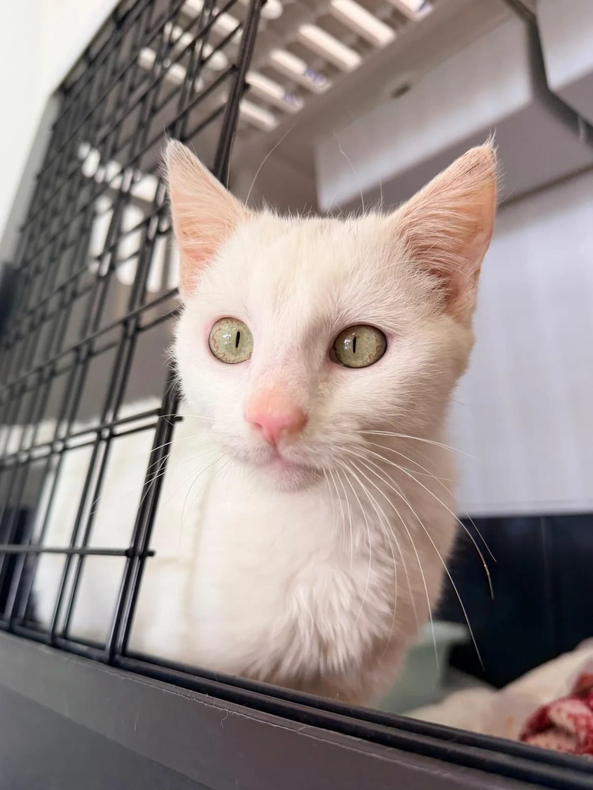 Gadget, male Mixed Breed for adoption at Nordic Strays e.V. — photo 8 of 10