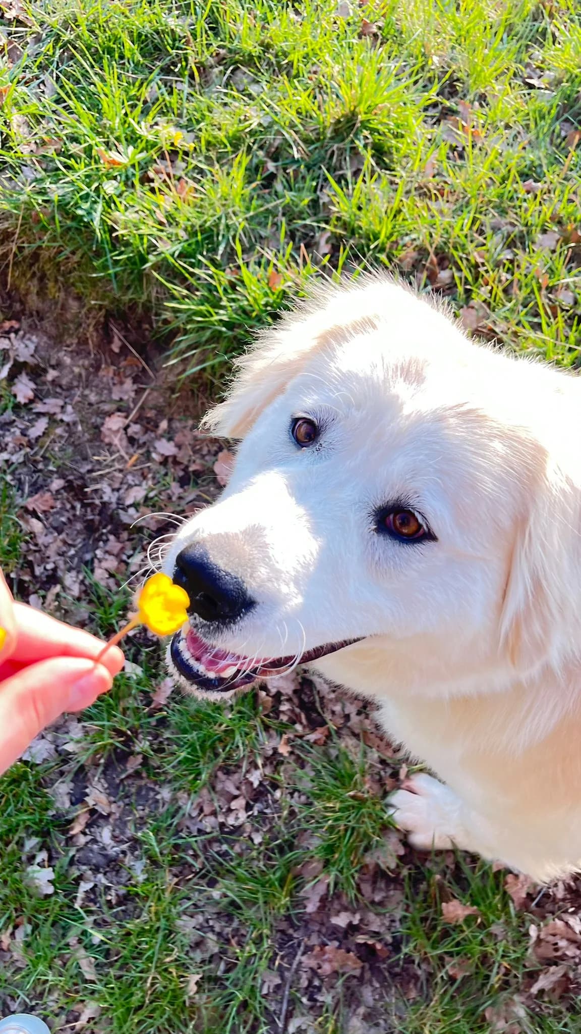 Trudy aka Hope (reserviert), female Mixed Breed for adoption at Nordic Strays e.V.