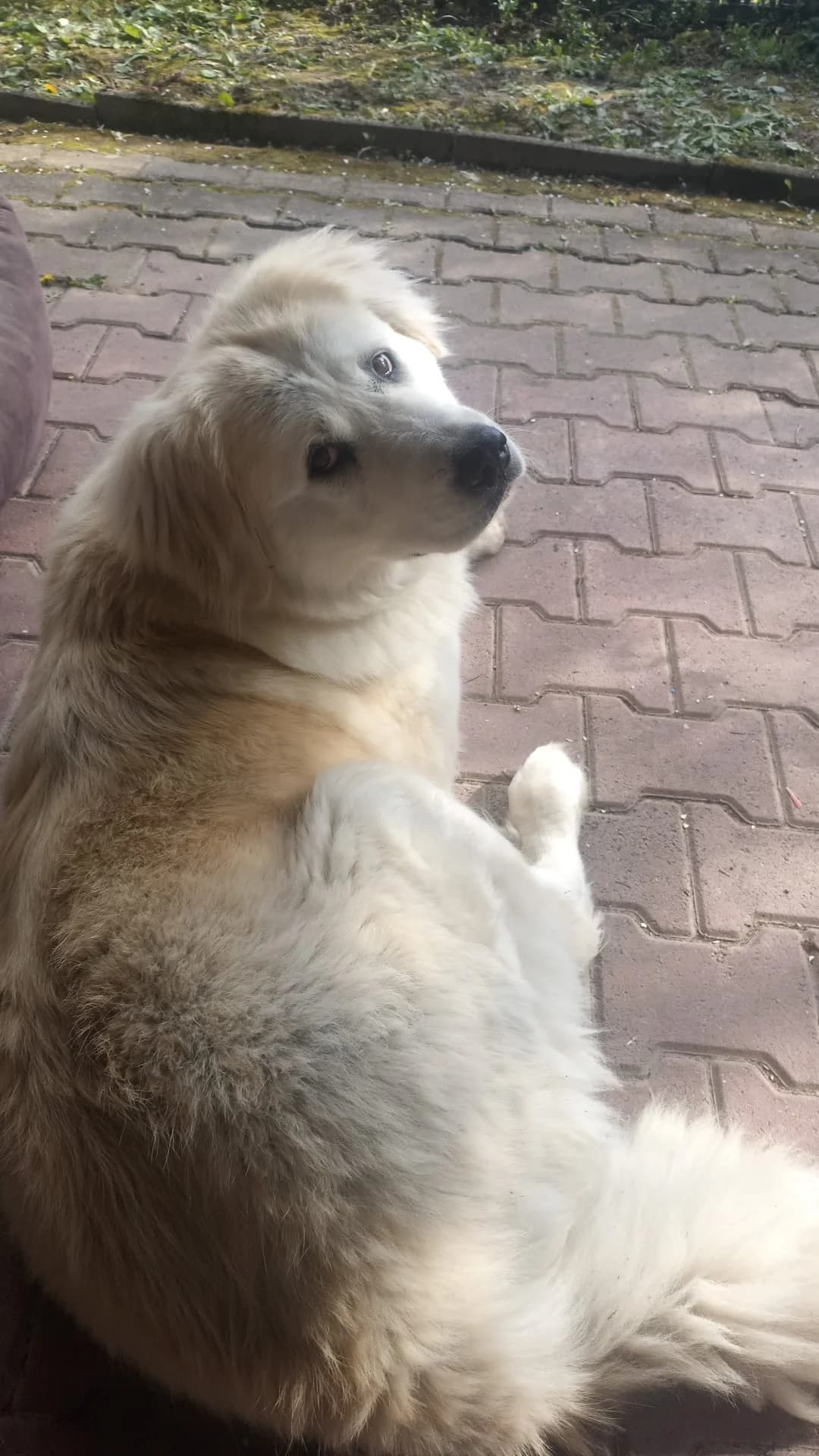 Trudy aka Hope (reserviert), female Mixed Breed for adoption at Nordic Strays e.V. — photo 2 of 16