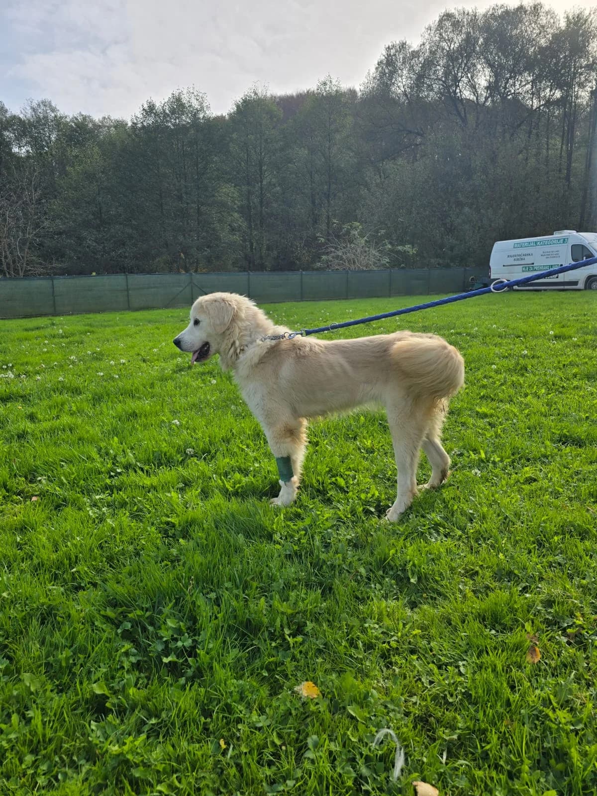 Trudy aka Hope (reserviert), female Mixed Breed for adoption at Nordic Strays e.V. — photo 3 of 16