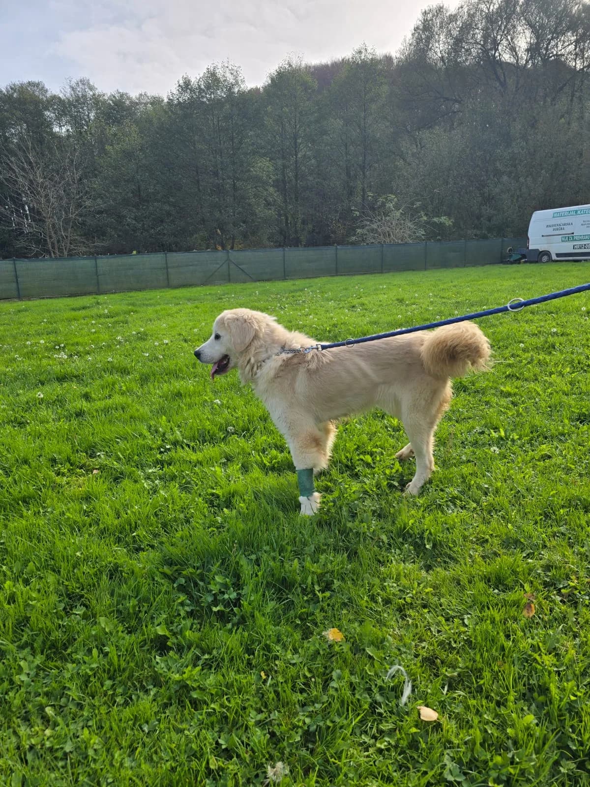 Trudy aka Hope (reserviert), female Mixed Breed for adoption at Nordic Strays e.V. — photo 4 of 16