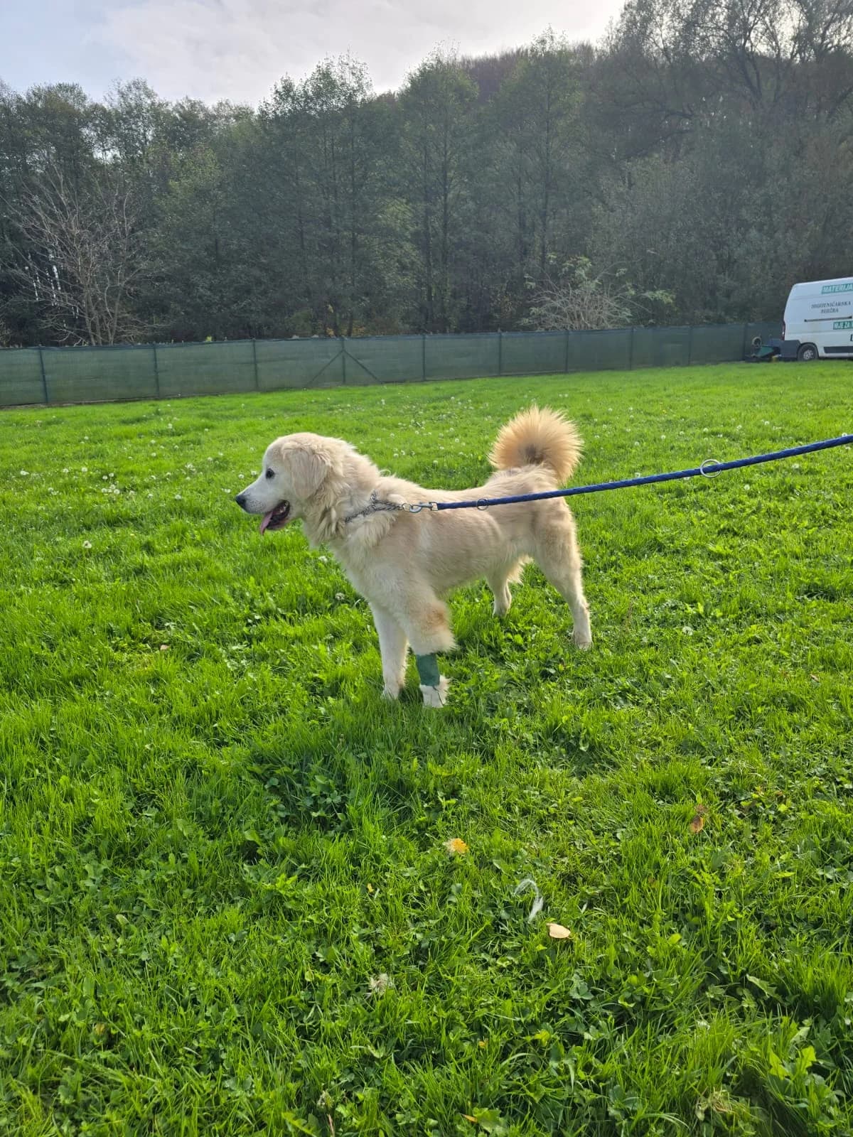 Trudy aka Hope (reserviert), female Mixed Breed for adoption at Nordic Strays e.V. — photo 5 of 16