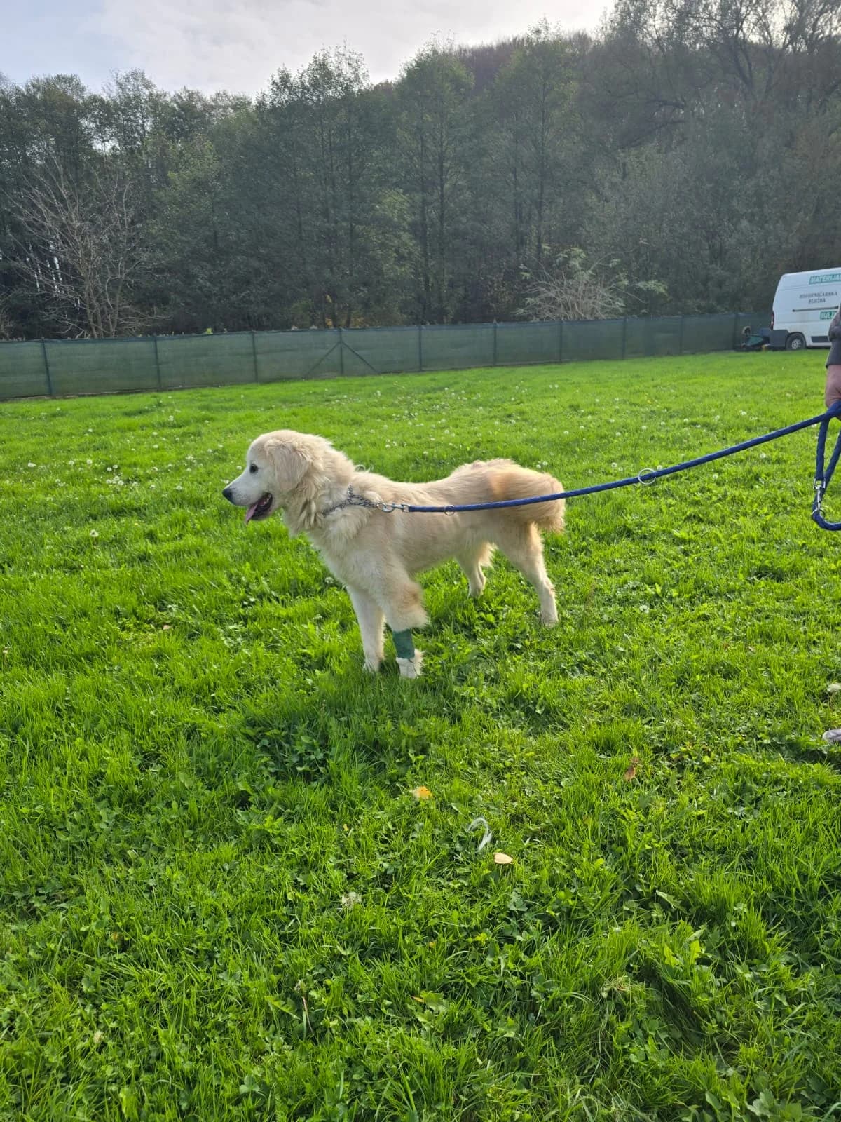 Trudy aka Hope (reserviert), female Mixed Breed for adoption at Nordic Strays e.V. — photo 6 of 16