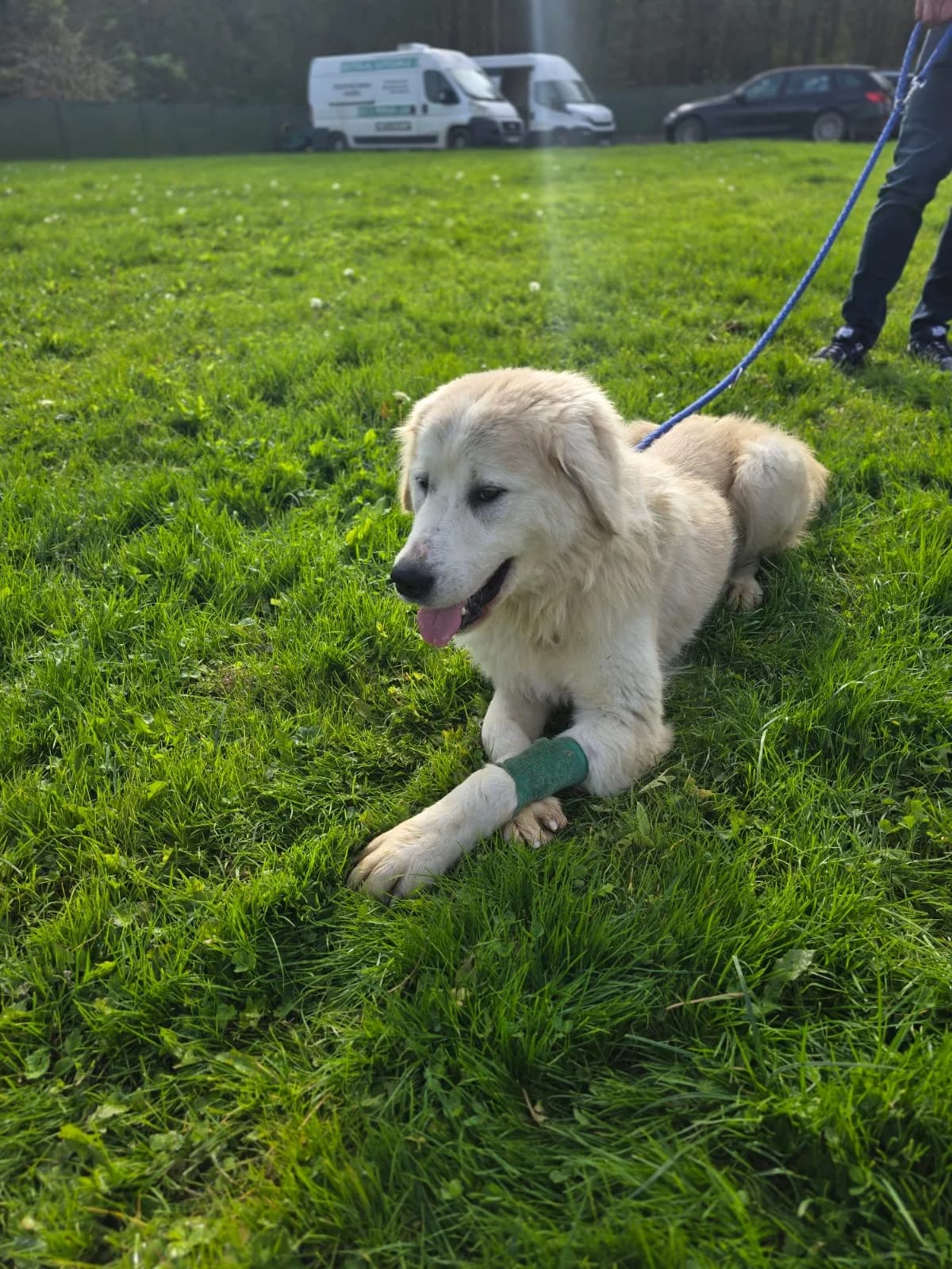 Trudy aka Hope (reserviert), female Mixed Breed for adoption at Nordic Strays e.V. — photo 7 of 16