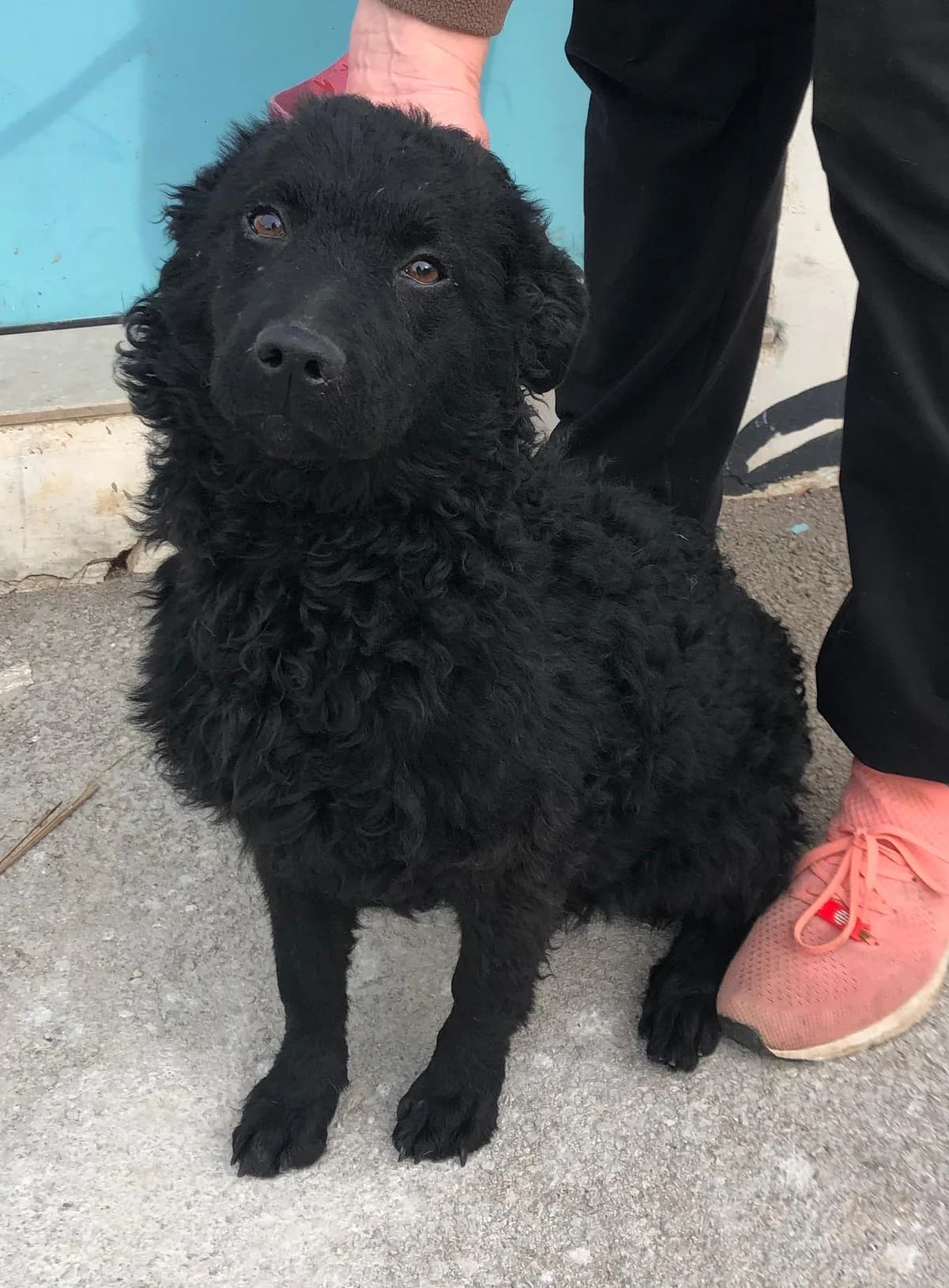 Helga (reserviert), female young German Shepherd for adoption at Nordic Strays e.V.