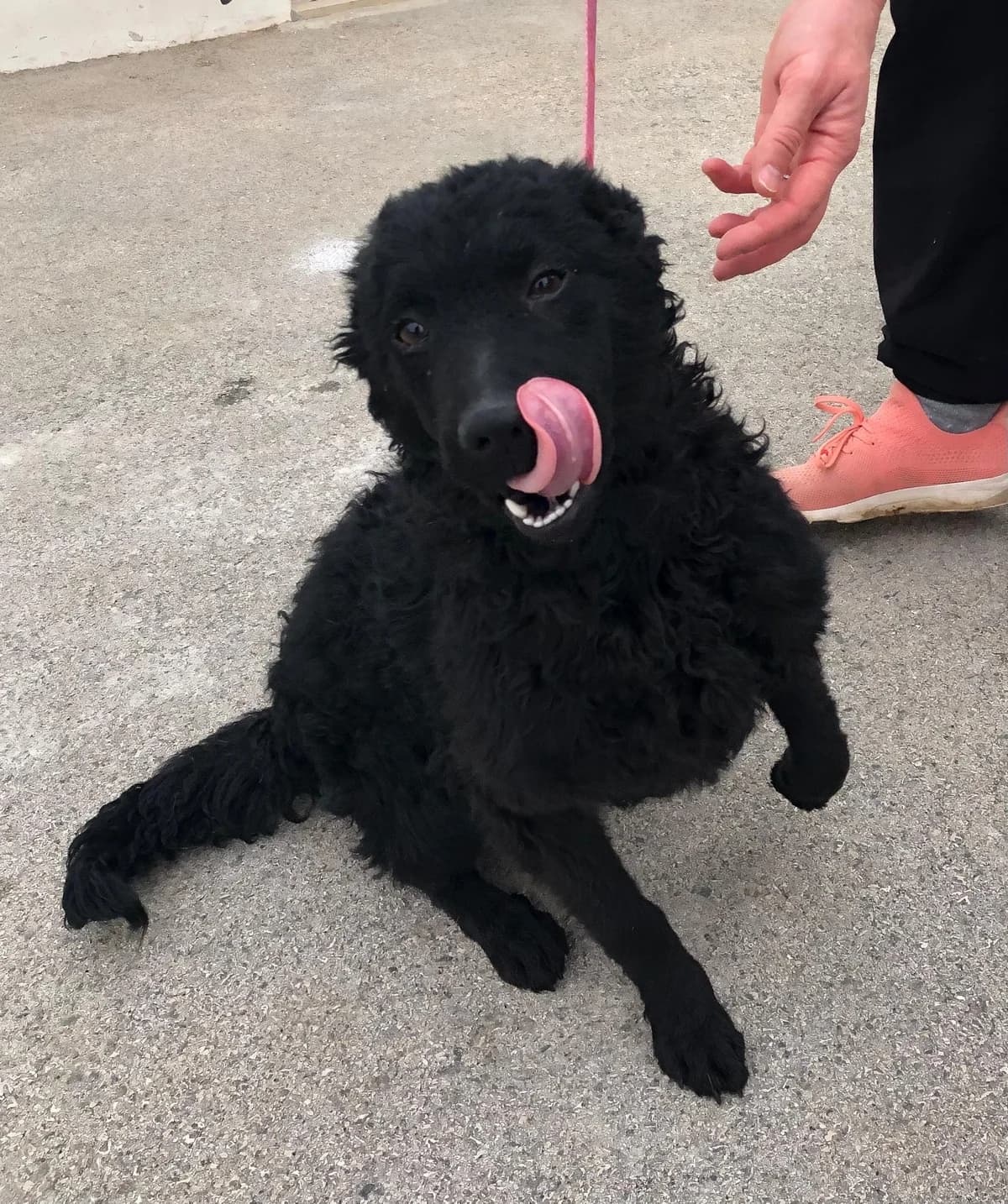 Helga (reserviert), female German Shepherd for adoption at Nordic Strays e.V. — photo 3 of 11