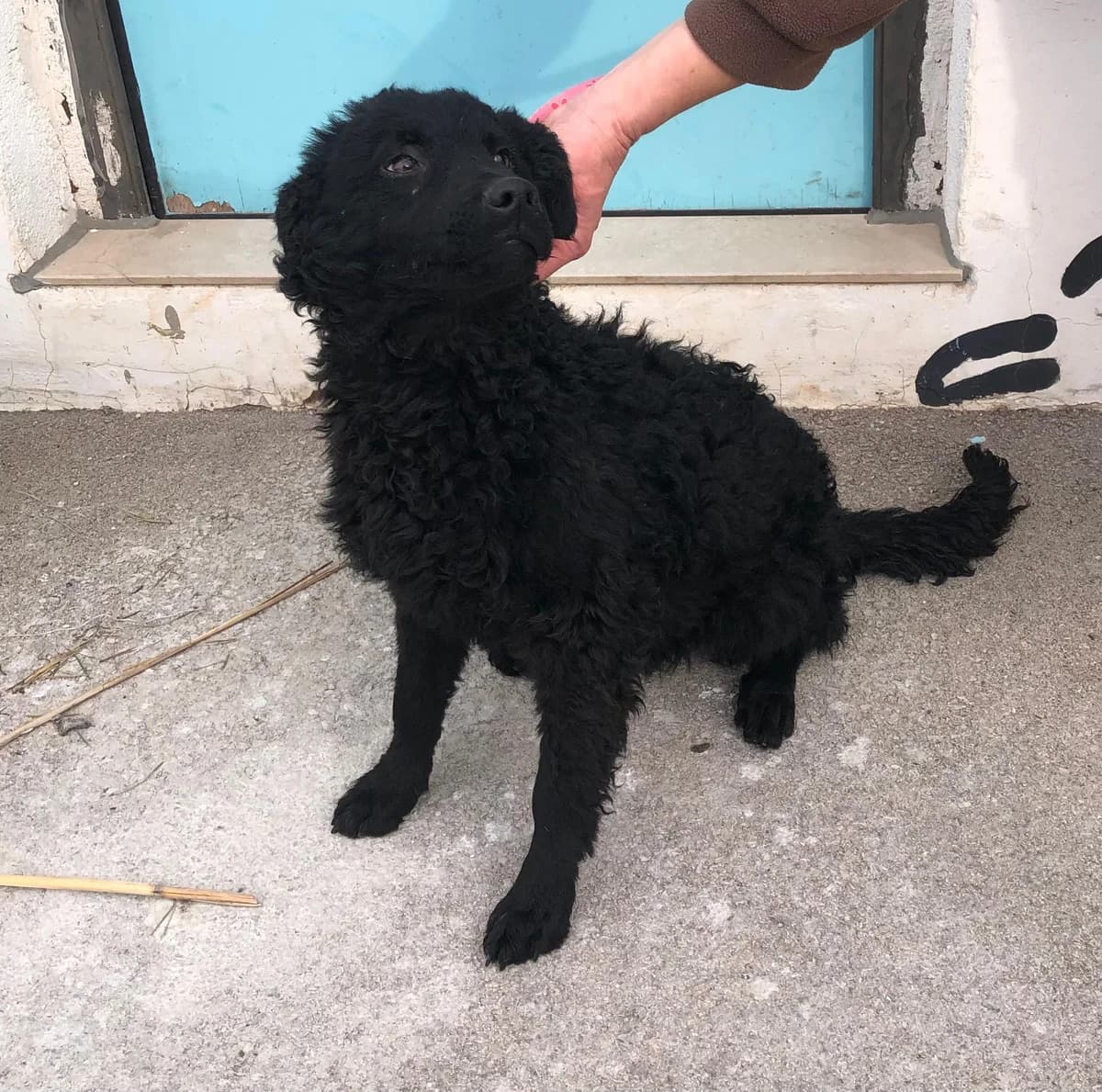 Helga (reserviert), female German Shepherd for adoption at Nordic Strays e.V. — photo 4 of 11