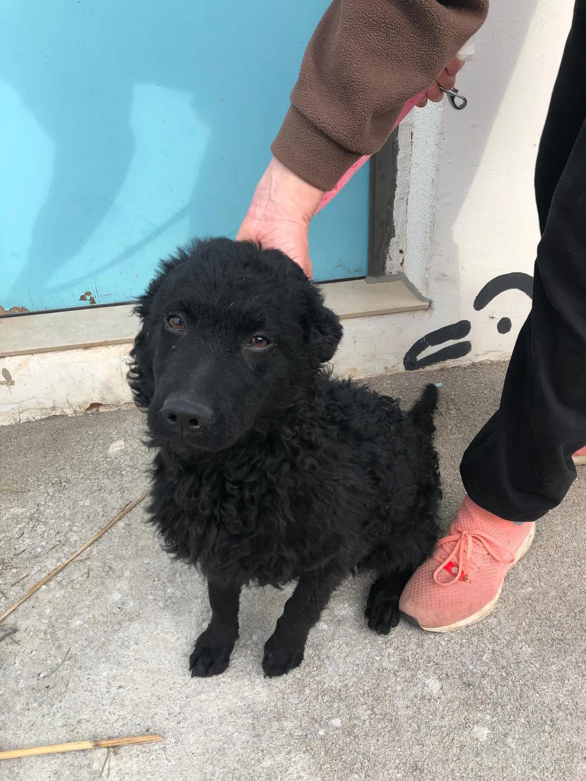 Helga (reserviert), female German Shepherd for adoption at Nordic Strays e.V. — photo 5 of 11