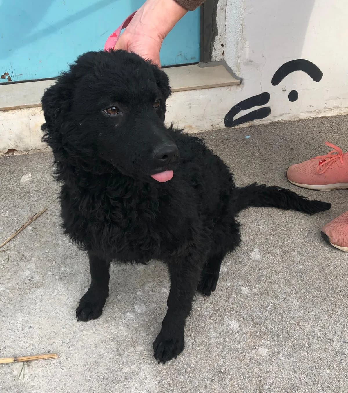 Helga (reserviert), female German Shepherd for adoption at Nordic Strays e.V. — photo 6 of 11