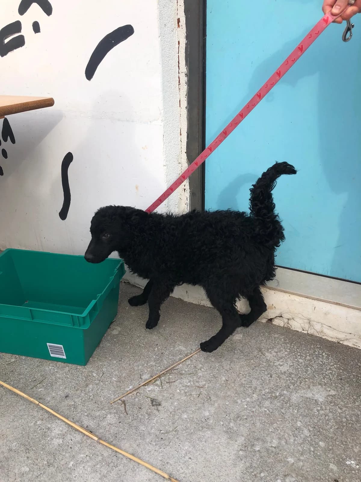 Helga (reserviert), female German Shepherd for adoption at Nordic Strays e.V. — photo 7 of 11