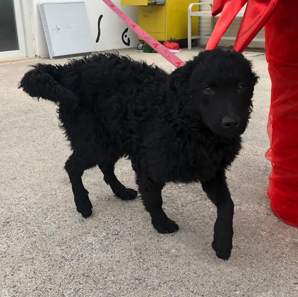 Helga (reserviert), female German Shepherd for adoption at Nordic Strays e.V. — photo 8 of 11