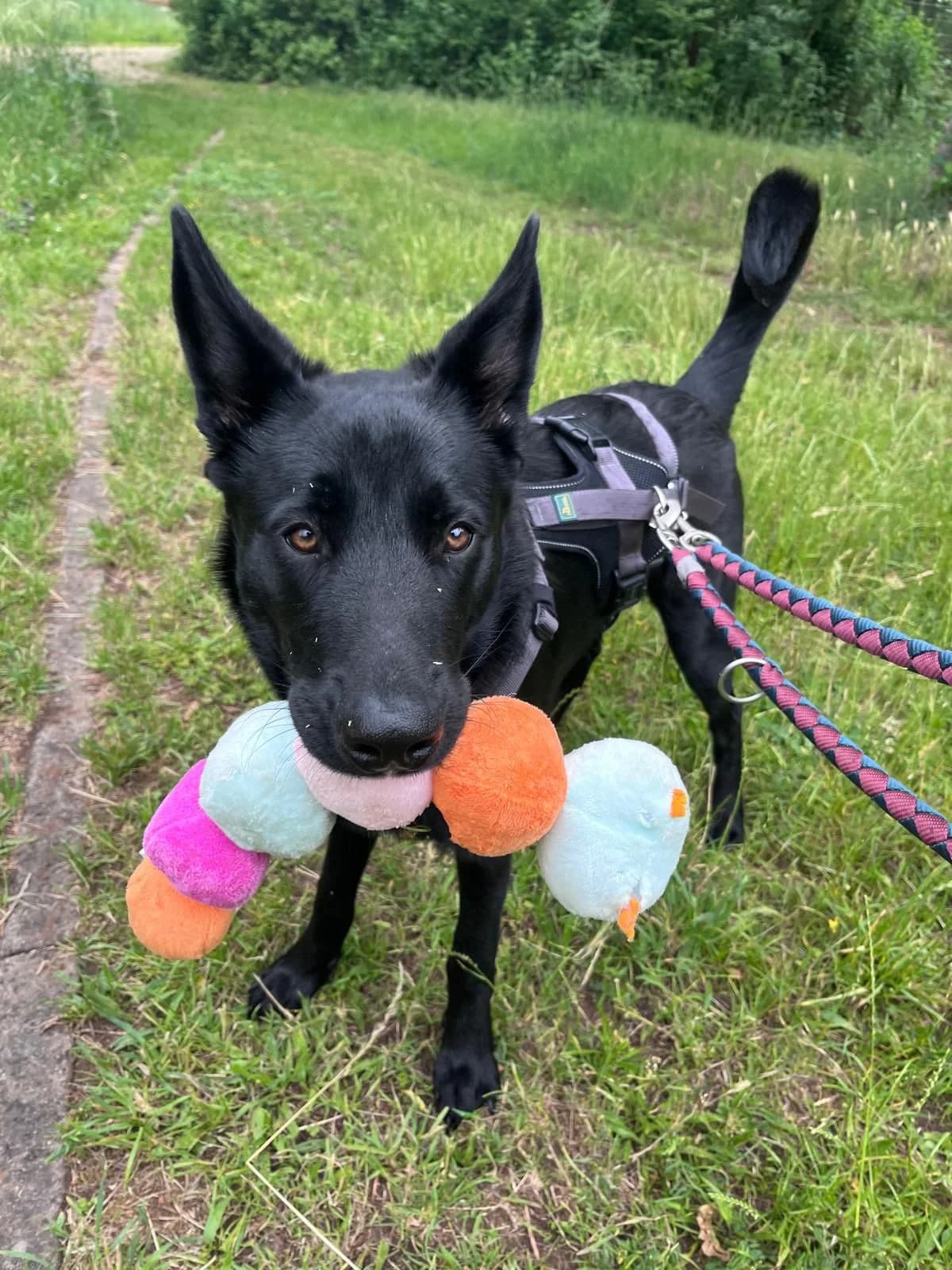 Max (07806), male Mixed Breed for adoption at Nordic Strays e.V.