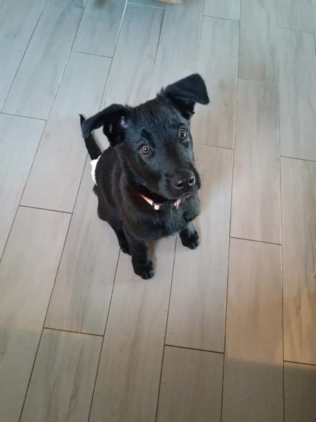 Max (07806), male Mixed Breed for adoption at Nordic Strays e.V. — photo 2 of 11