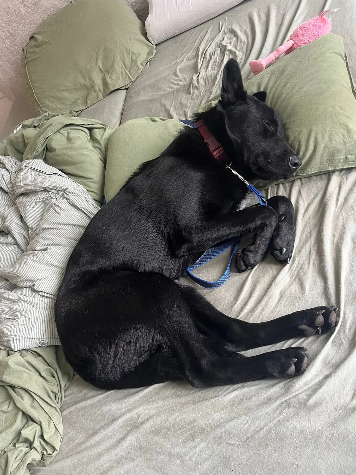 Max (07806), male Mixed Breed for adoption at Nordic Strays e.V. — photo 3 of 11