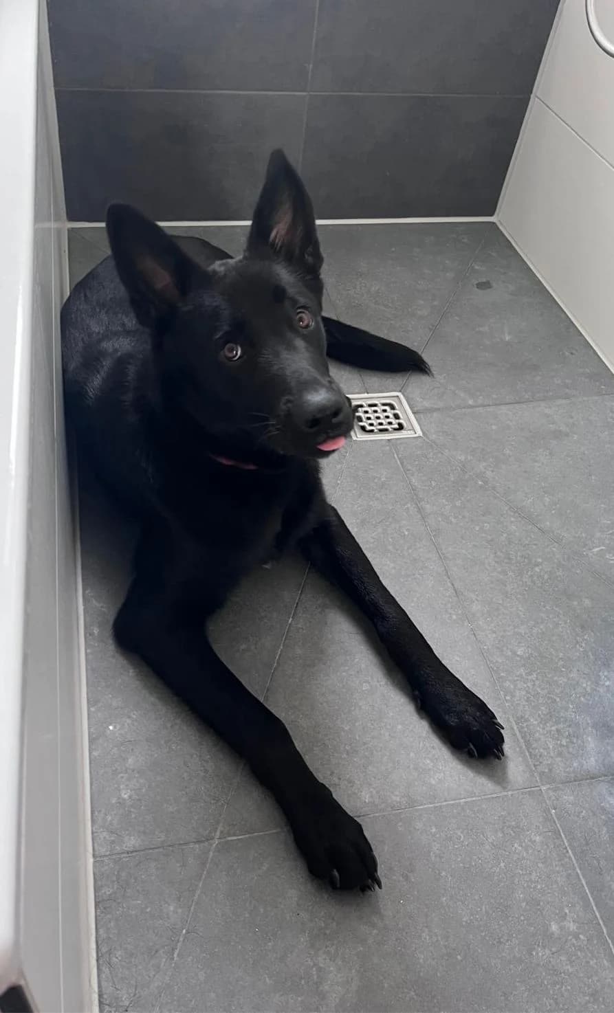 Max (07806), male Mixed Breed for adoption at Nordic Strays e.V. — photo 4 of 11