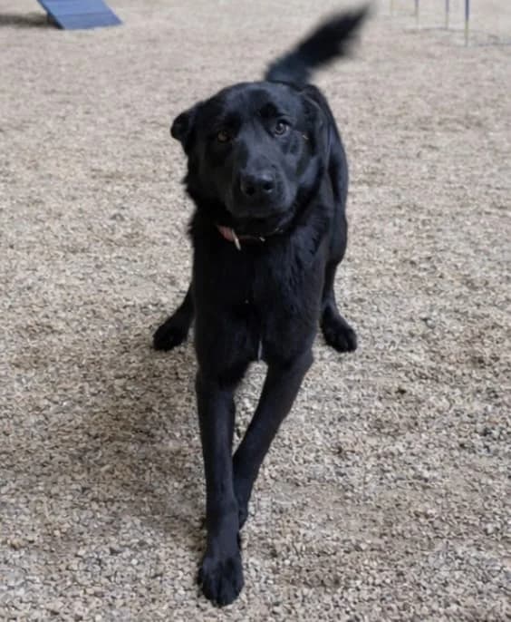 Max (07806), male Mixed Breed for adoption at Nordic Strays e.V. — photo 8 of 11