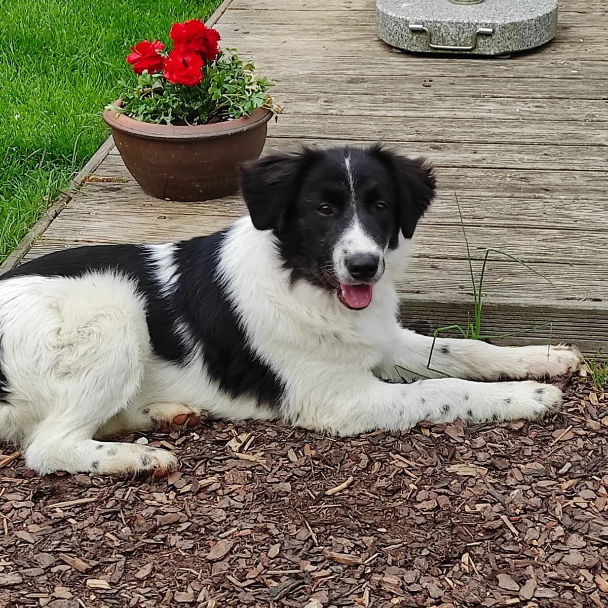 Lucia (in 07806 Weira), male young Mixed Breed for adoption at Nordic Strays e.V.