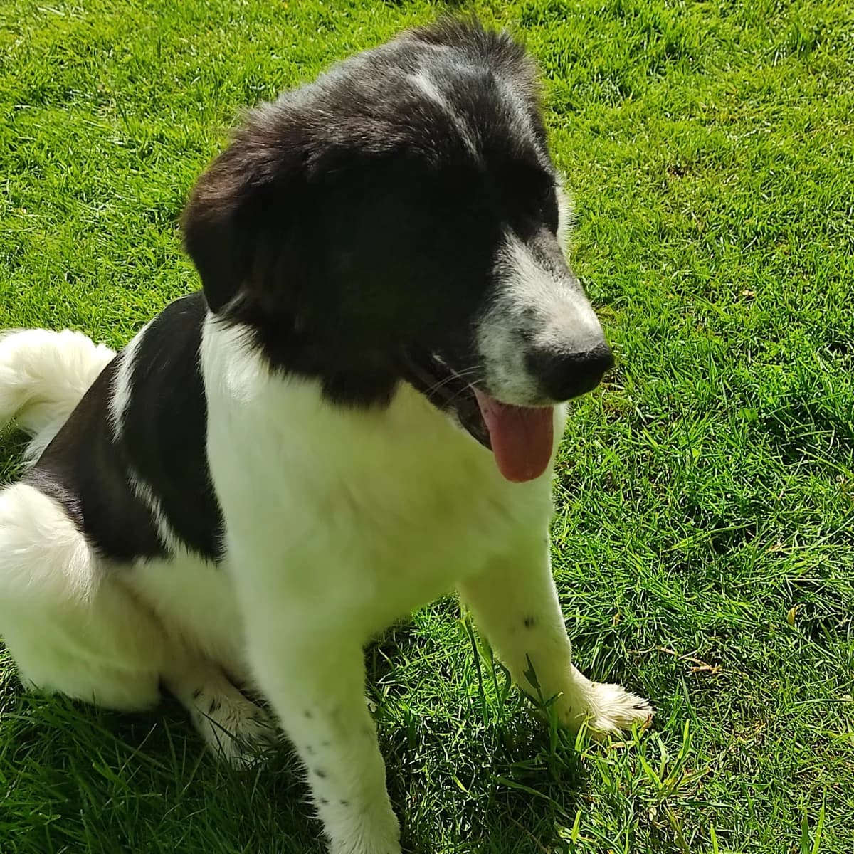 Lucia (in 07806 Weira), male Mixed Breed for adoption at Nordic Strays e.V. — photo 2 of 32