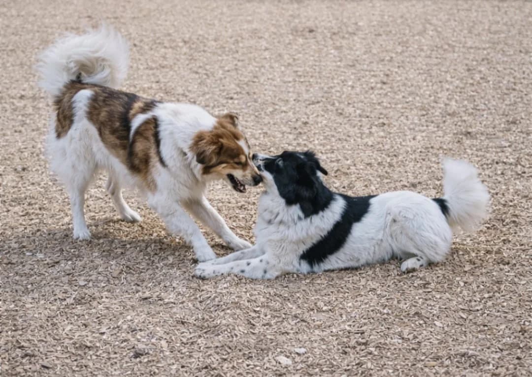 Lucia (in 07806 Weira), male Mixed Breed for adoption at Nordic Strays e.V. — photo 4 of 32