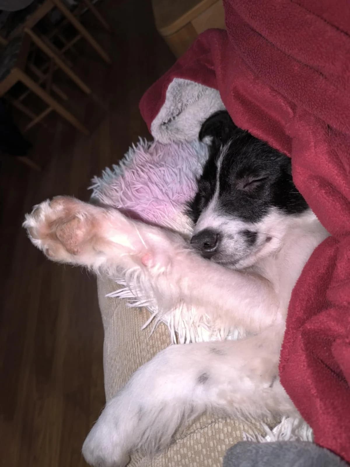 Lucia (in 07806 Weira), male Mixed Breed for adoption at Nordic Strays e.V. — photo 5 of 32