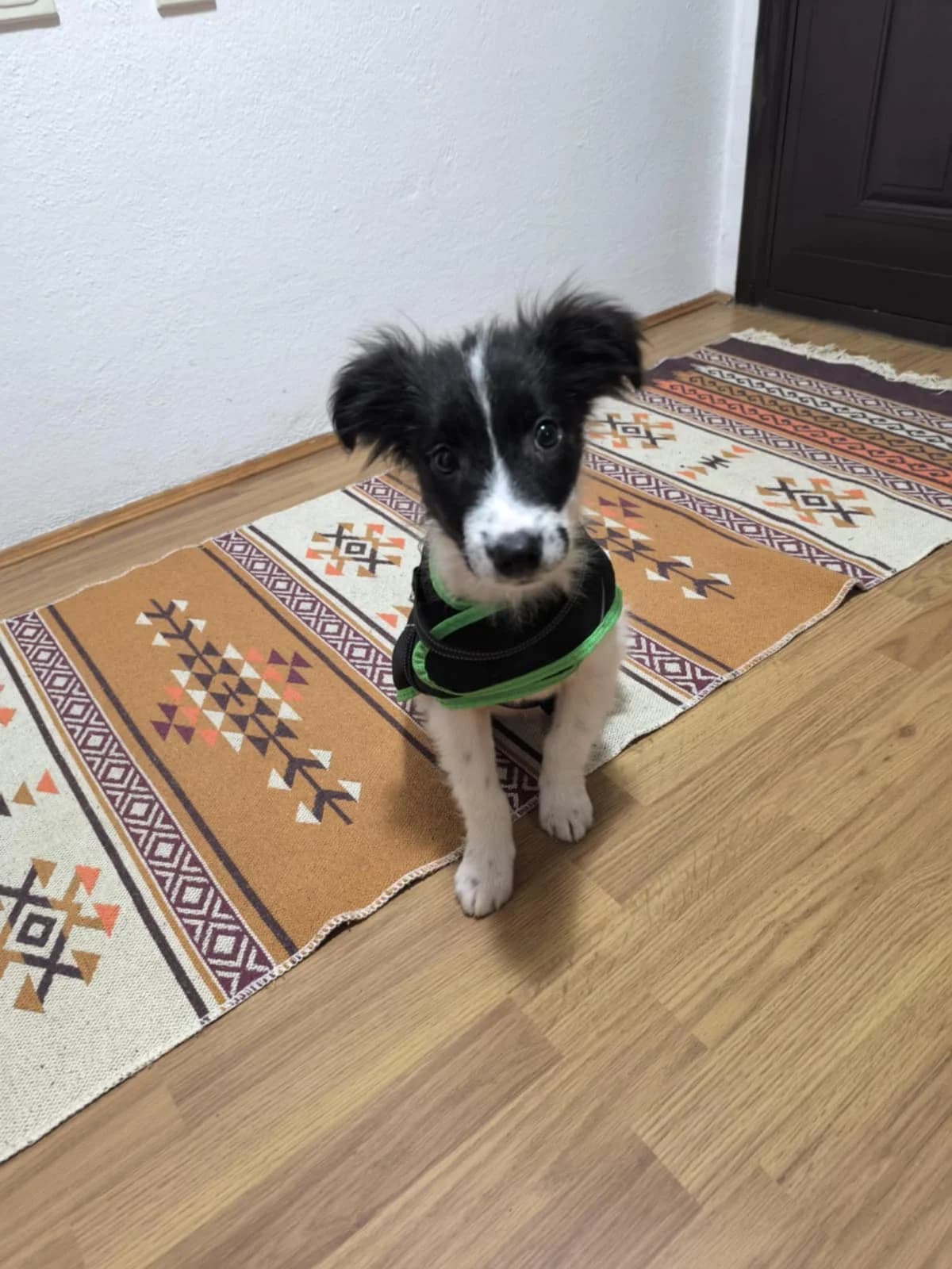 Lucia (in 07806 Weira), male Mixed Breed for adoption at Nordic Strays e.V. — photo 6 of 32