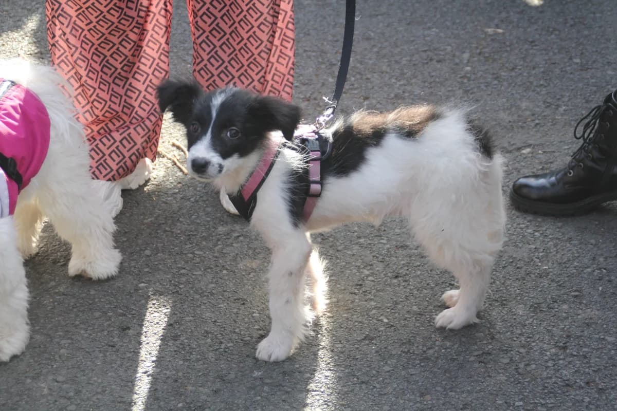 Lucia (in 07806 Weira), male Mixed Breed for adoption at Nordic Strays e.V. — photo 7 of 32
