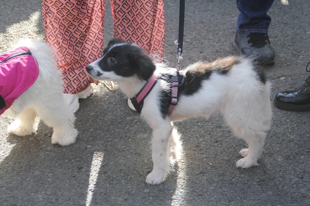 Lucia (in 07806 Weira), male Mixed Breed for adoption at Nordic Strays e.V. — photo 8 of 32