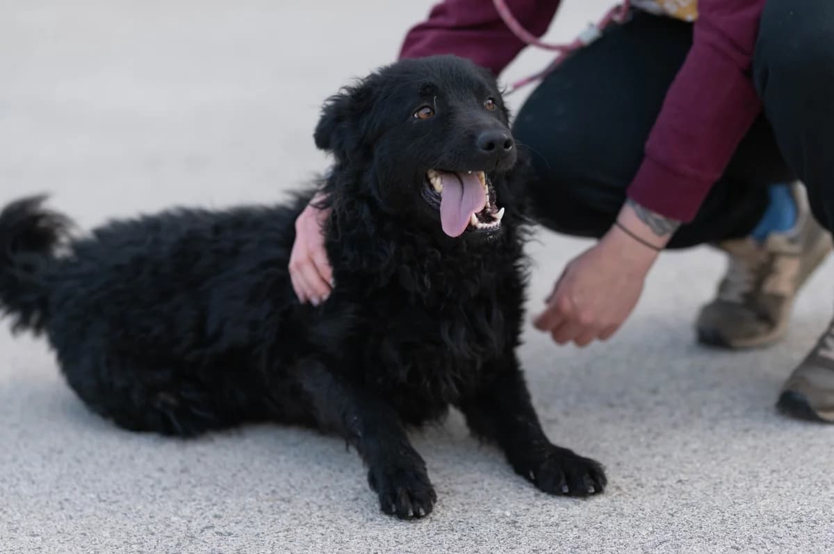 Gogi, male young German Shepherd for adoption at Nordic Strays e.V.