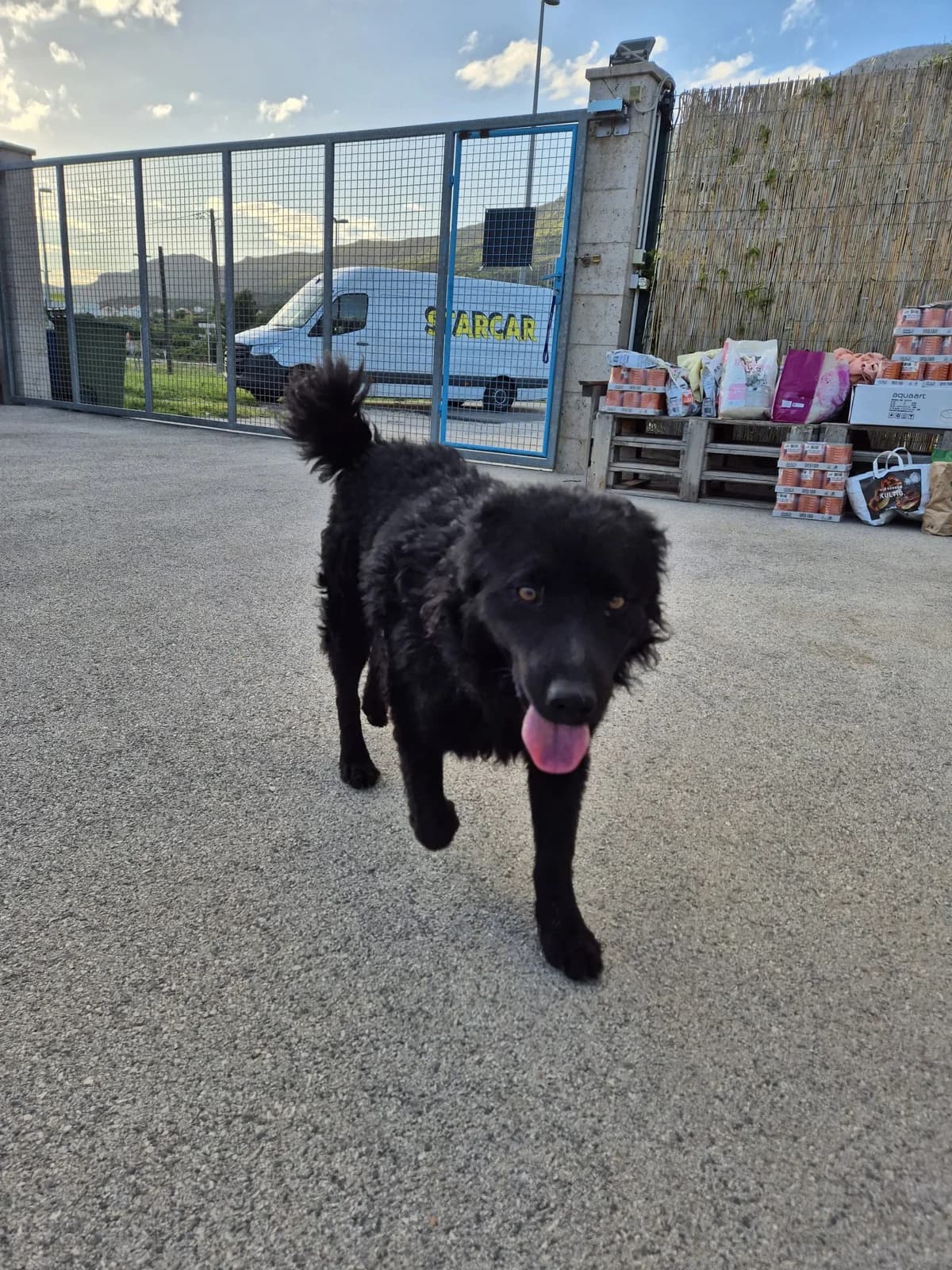 Gogi, male German Shepherd for adoption at Nordic Strays e.V. — photo 2 of 22