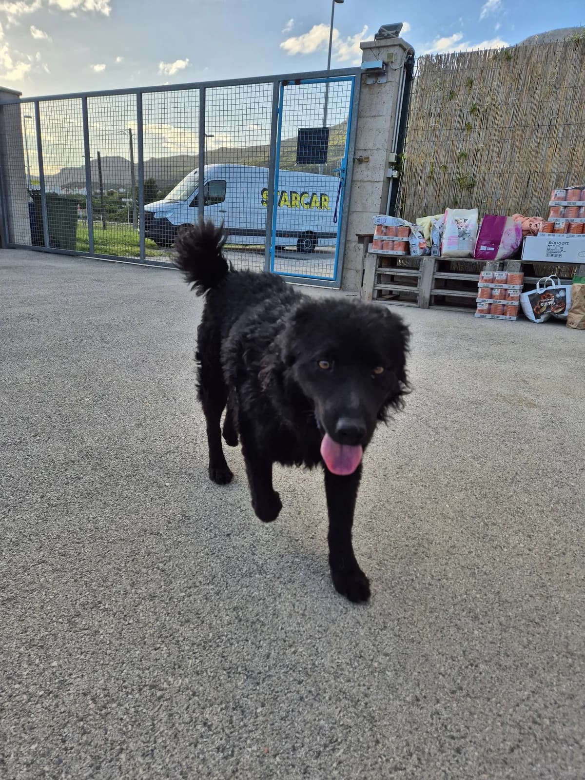 Gogi, male German Shepherd for adoption at Nordic Strays e.V. — photo 3 of 22