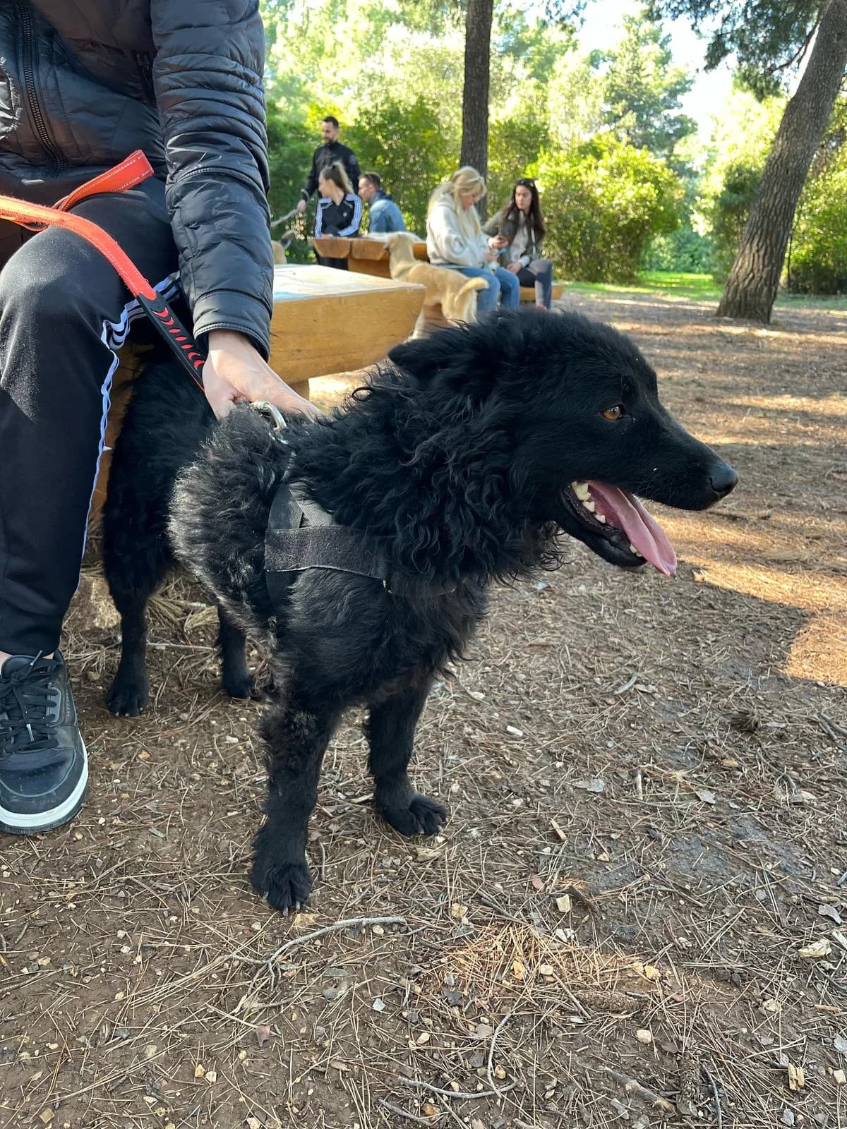 Gogi, male German Shepherd for adoption at Nordic Strays e.V. — photo 5 of 22