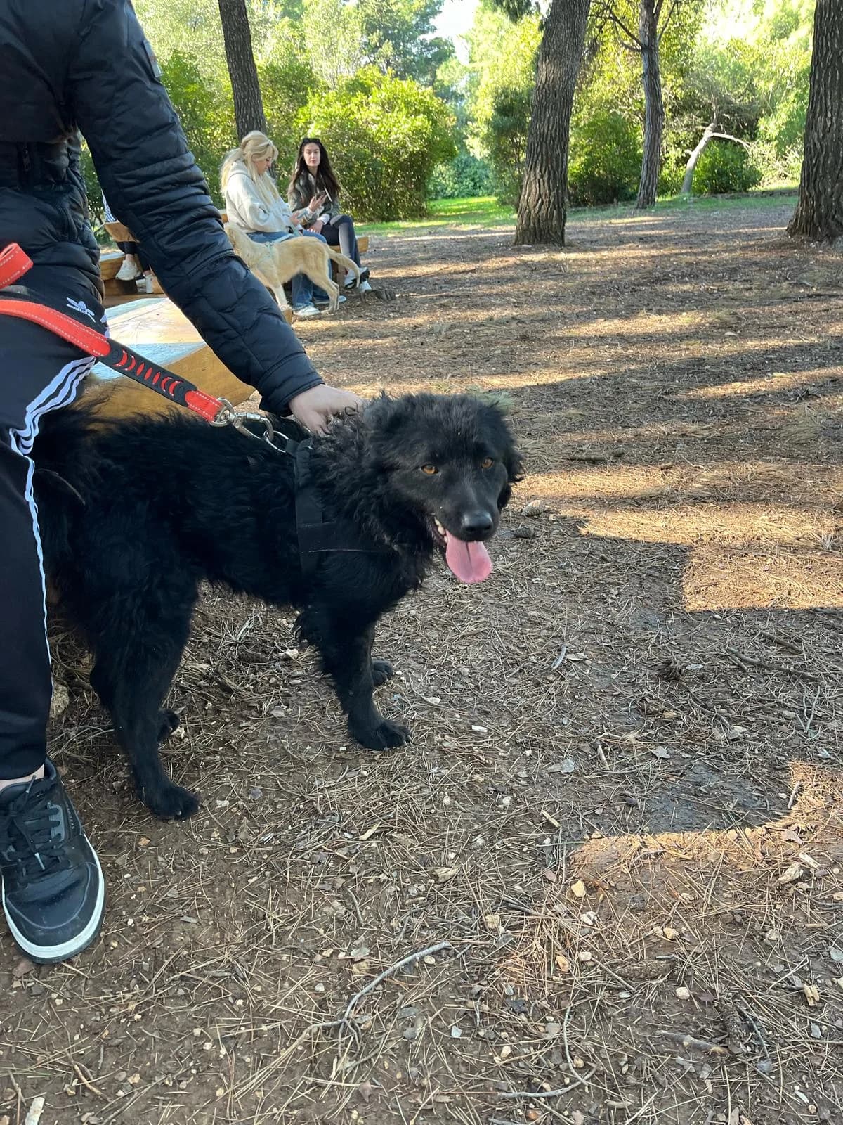 Gogi, male German Shepherd for adoption at Nordic Strays e.V. — photo 6 of 22
