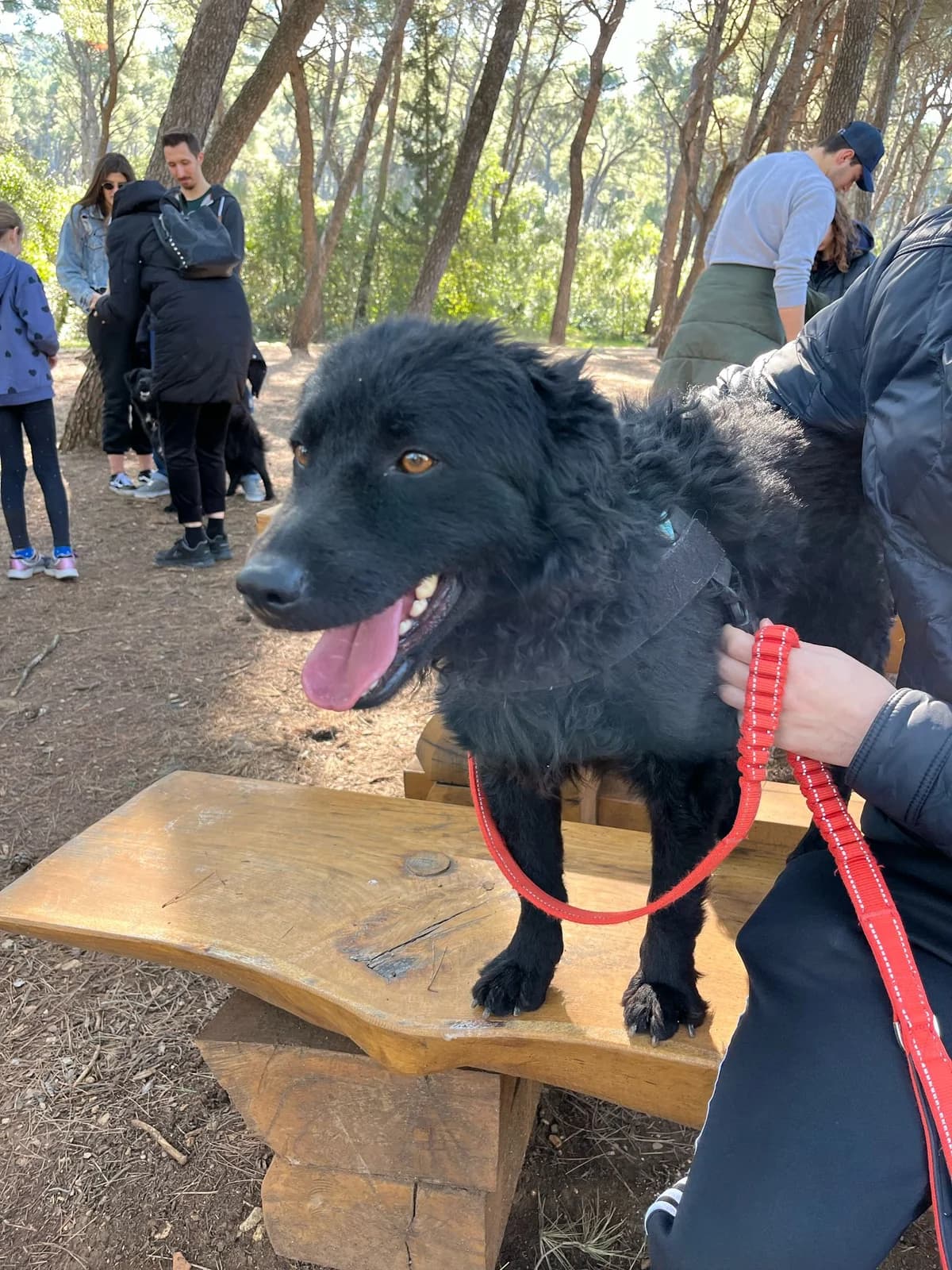 Gogi, male German Shepherd for adoption at Nordic Strays e.V. — photo 7 of 22