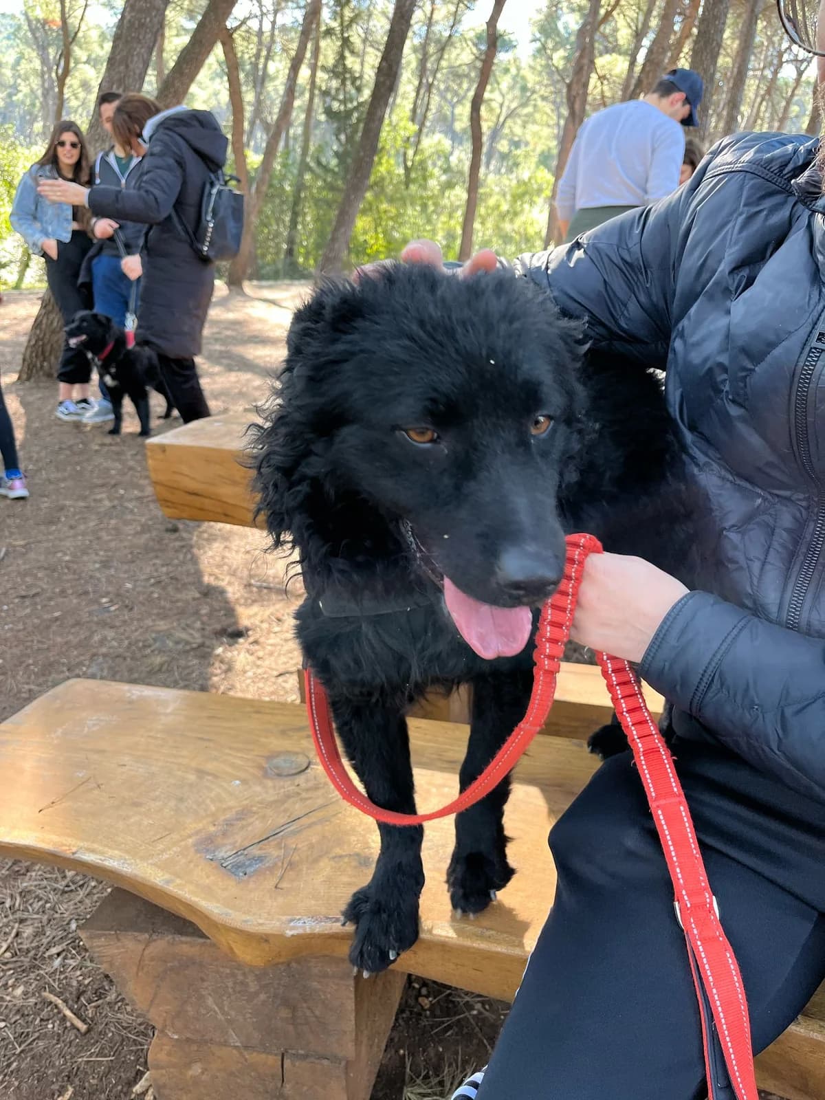 Gogi, male German Shepherd for adoption at Nordic Strays e.V. — photo 8 of 22