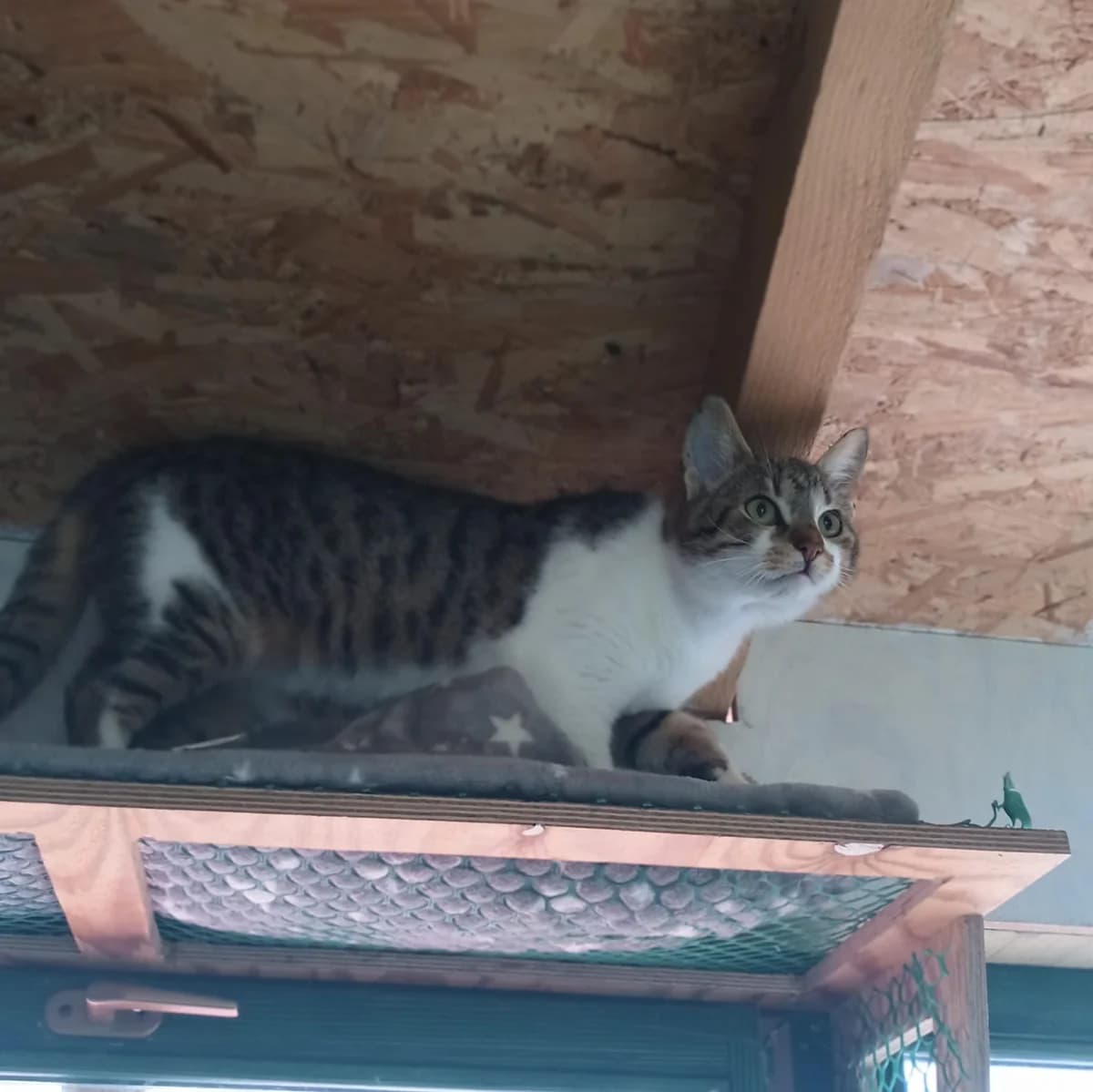 Coco, male Mixed Breed for adoption at Nordic Strays e.V. — photo 2 of 10