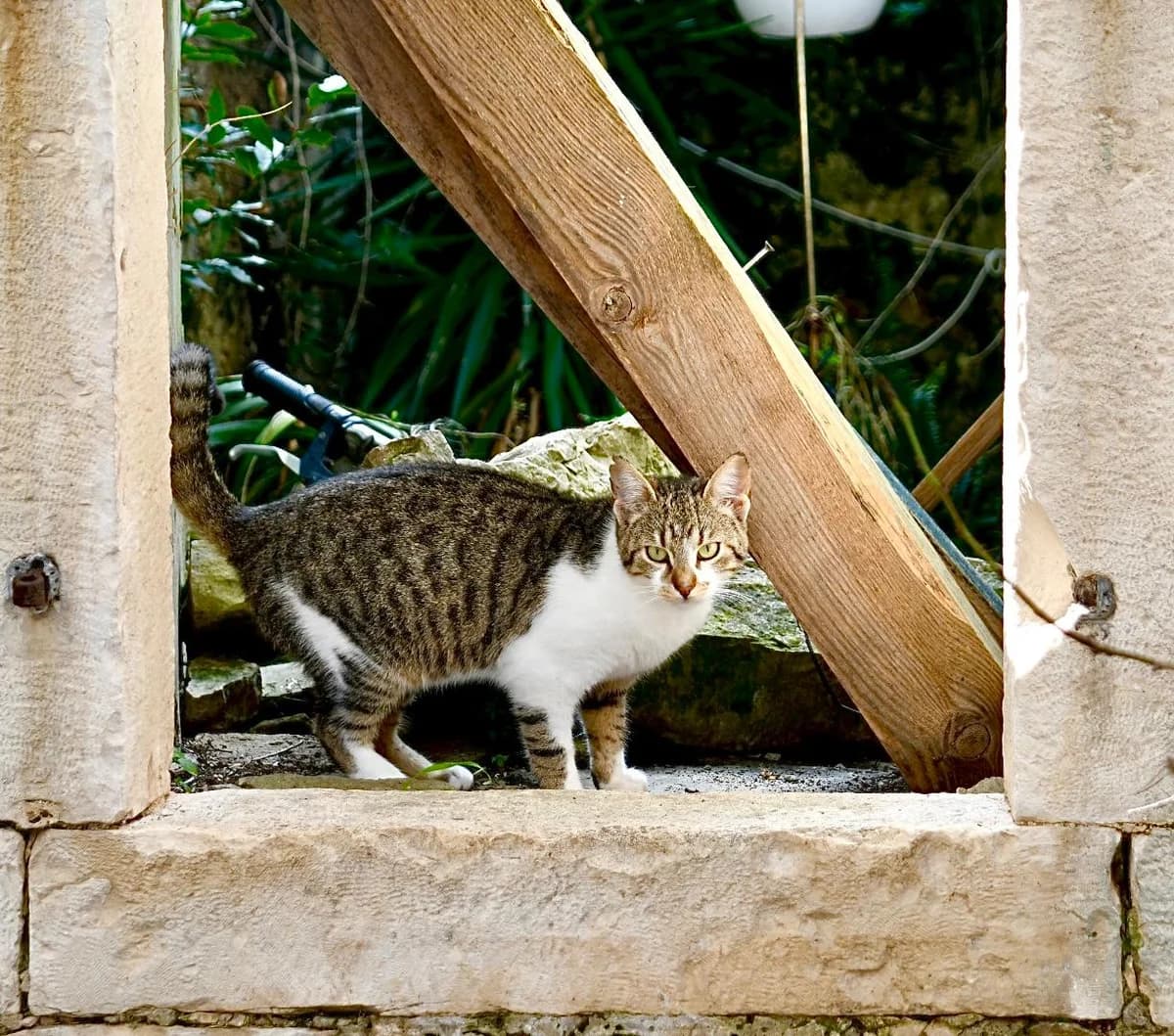Coco, male Mixed Breed for adoption at Nordic Strays e.V. — photo 3 of 10
