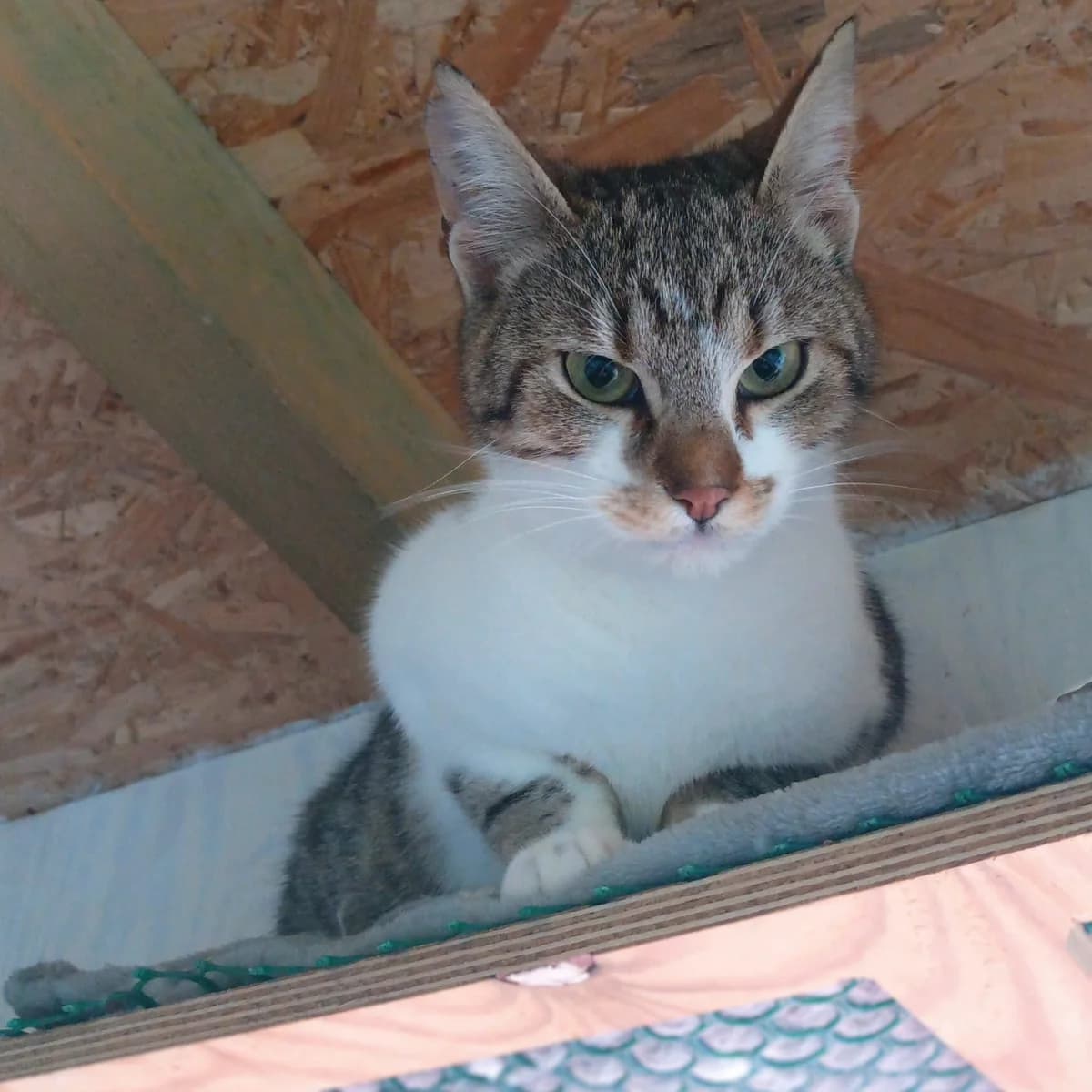 Coco, male Mixed Breed for adoption at Nordic Strays e.V. — photo 4 of 10